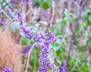 Naklejka premium lavender flowers in the garden