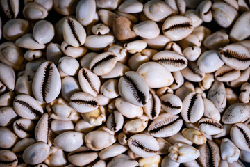 cowries as a currency before money in africa