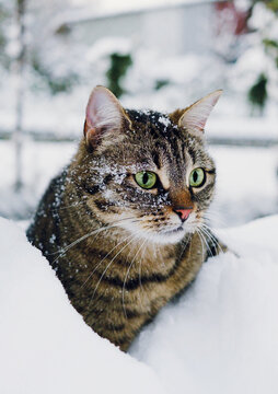 Cat at winter in snowfall