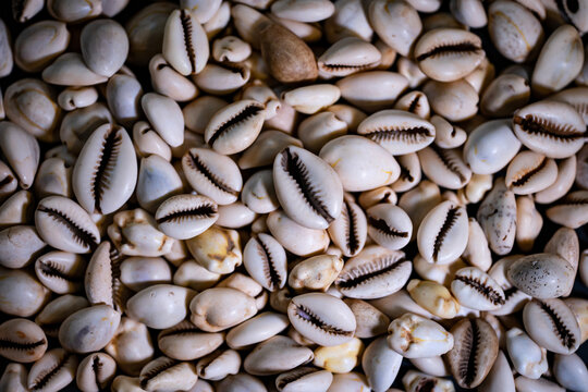 cowries as a currency before money in africa