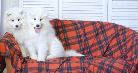 2 puppies are merrily sitting on the couch.