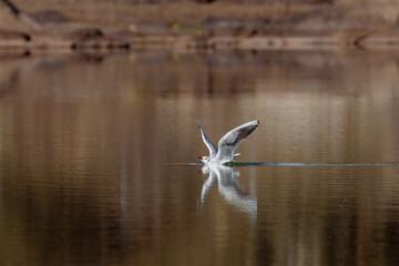 Fototapeta premium Seagull landing in a swamp.