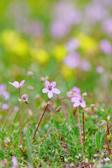 Obraz na płótnie Canvas Flowers on a meadow with blured background