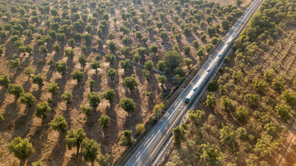 A train is passing olive trees plantations in the South Italy.