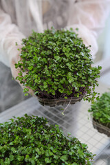 Vegan micro greens. Growing germinated seeds of microgreens close-up. Healthy food concept.