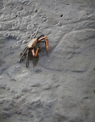crab on the muddy habitats
