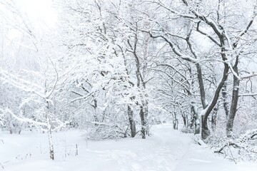 Snow-covered forest path, illuminated by day. Winter Background. winter forest scenery. Scenic image of tree. Frosty day, calm wintry scene. Ski resort. Great picture of wild area