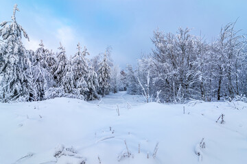Snow-covered forest path, illuminated by day. Winter Background. winter forest scenery. Scenic image of spruces tree. Frosty day, calm wintry scene. Ski resort. Great picture of wild area