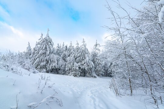 Snow-covered forest path, illuminated by day. Winter Background. winter forest scenery. Scenic image of spruces tree. Frosty day, calm wintry scene. Ski resort. Great picture of wild area