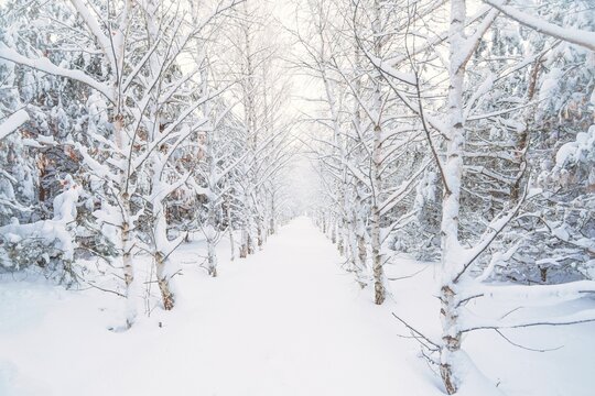 Snow-covered forest path, illuminated by day. Winter Background. winter forest scenery. Scenic image of tree. Frosty day, calm wintry scene. Ski resort. Great picture of wild area