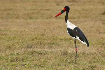 Saddle-billed stork, Ephippiorhynchus senegalensis, in the Ol Pejeta Conservancy in Kenya