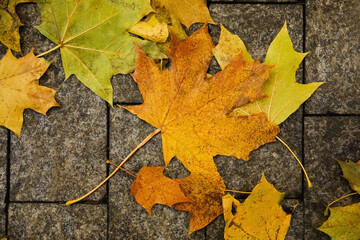 Beautiful autumn leaves on stone background