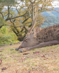 [奈良県] 鹿 / Nara - Japan