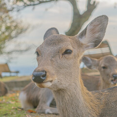 [奈良県] 鹿 / Nara - Japan