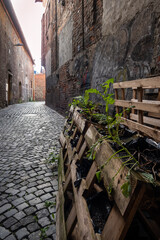 Urban gardening in a back alley