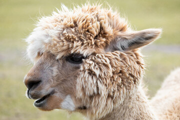  funny alpaca looking very close into the camera portrait in detail focus