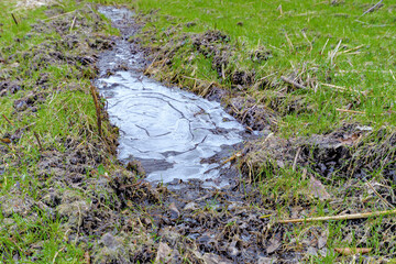 Frozen puddle in a clearing.