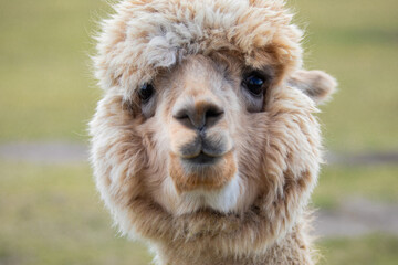 funny alpaca looking very close into the camera portrait in detail focus