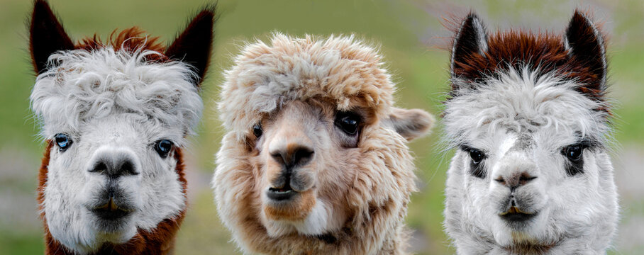 three funny alpacas looking very close into the camera portrait in detail  focus Stock Photo | Adobe Stock