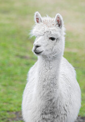 funny alpaca looking very close into the camera portrait in detail focus