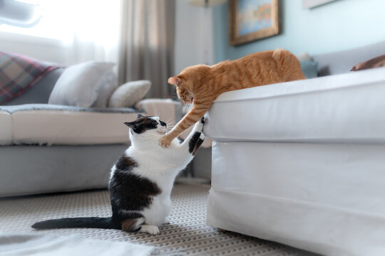 two domestic cats play together in the  living room
