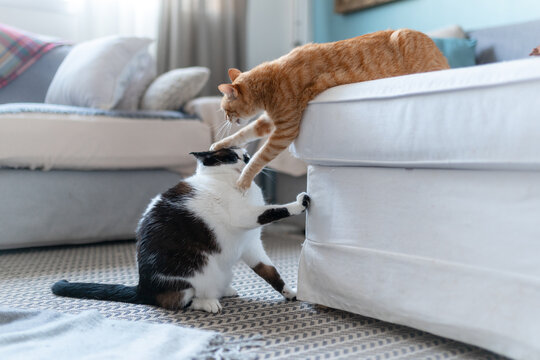 two domestic cats play together in the  living room