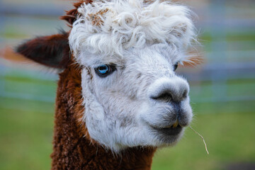 Obraz premium alpaca with bright blue eyes looking very close into the camera portrait in detail focus