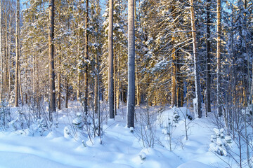 Pines in wild winter forest background in sunny frosty day