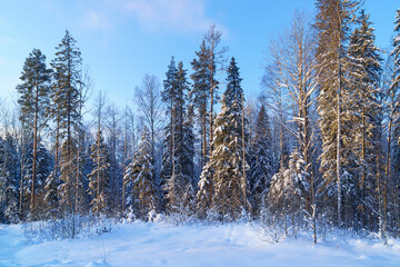 Snowy winter forest in frosty and sunny day