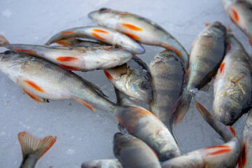 Lots of perch fish on ice. Winter fishing.