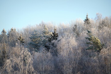 Winter landscape. Trees and bushes with hoarfrost. The cold season. a grayish-white crystalline deposit of frozen water vapor formed in clear still weather