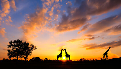 amazing sunset and sunrise ,silhouette trees, dark tree on open field dramatic sunrise, safari theme giraffe, lion, rhinoceros,elephant.