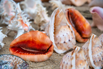 Colorful shells on the beach. Holiday concept.