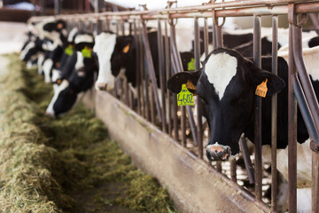 adult cows eating hay with grass on dairy farm