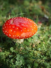 fly agaric in the grass