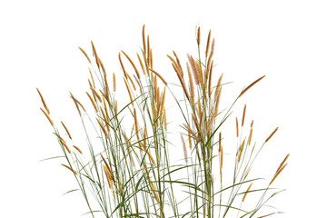 grass flower, rice Weeds, reeds, isolated on white clipping path - Powered by Adobe