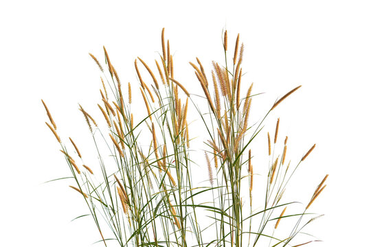 grass flower, rice Weeds, reeds, isolated on white clipping path