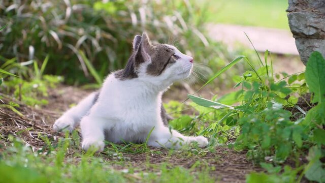 cute stray cat in the garden