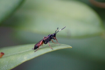 parasitic wasp sits on a green plant leaf