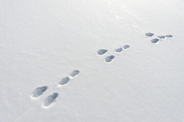 Hare footprints in the snow
