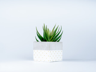 Green succulent plant in DIY painted concrete planters isolated on white background. The cubic shape of the modern white cement plant pot is painted with dots.