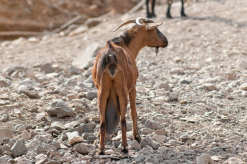 Brown goat standing on the rocky road. Fuerteventura, Canary Islands, Spain.