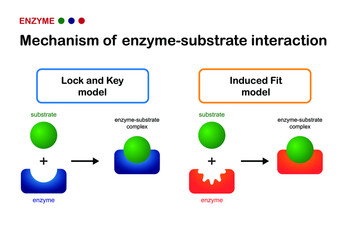 Biological diagram show mechanism of enzyme substrate interaction by "lock and key" model and "induced fit" model