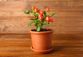 Pepper tree in pot on wooden background