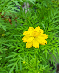 Top view beauty fresh yellow petals gold pollen cosmos flower blooming in botanic garden green leaves blackground.
