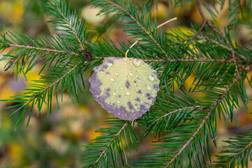 Aspen leaf with dew drops on a spruce branch