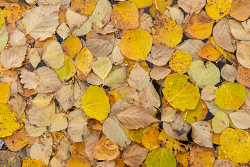 Background of fallen autumn yellow leaves