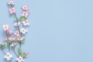 Spring cherry blossom branches on blue background. Sakura.Copy space for your text. Springtime and nature concept.