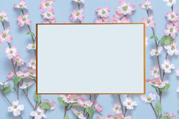 Spring cherry blossom branches on blue background. Geometric square frame space for your text. Springtime and nature concept.