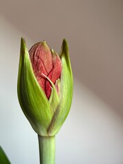 Red amaryllis -  the flower bud